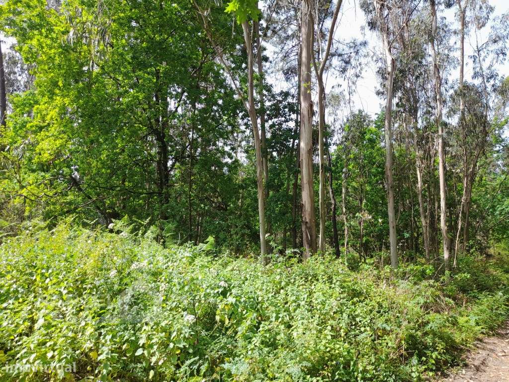 Terreno em Vila Chã - Esposende - Grande imagem: 3/4