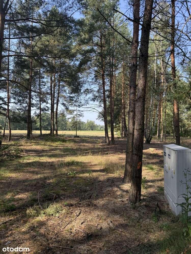 Działka budowlana, las, cisza, 40 km od Warszawy-5