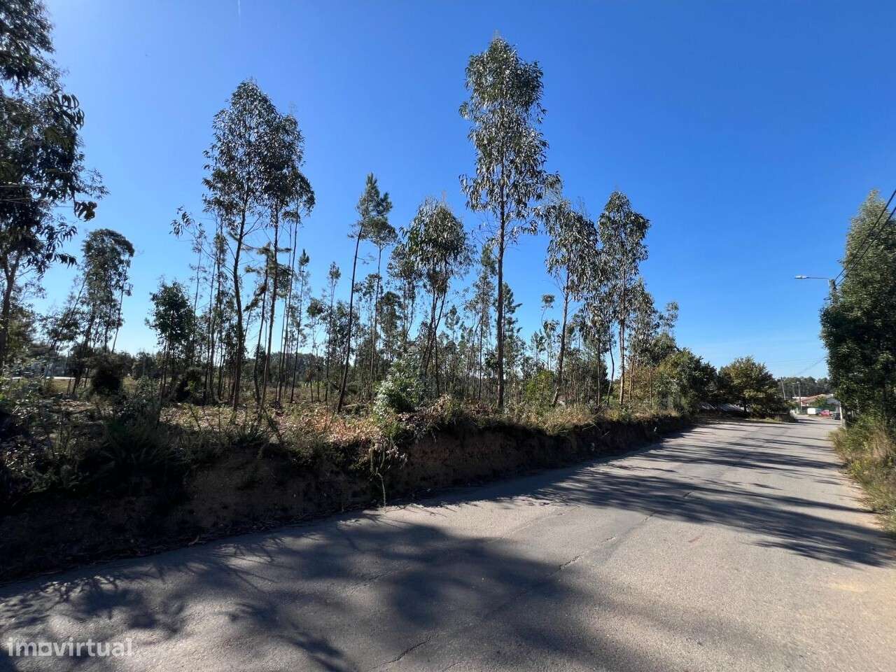 Terreno Pinheiro da Bemposta - Grande imagem: 5/6