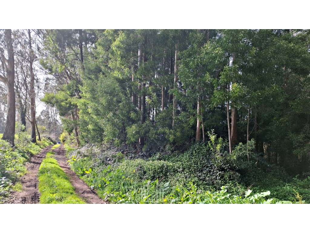 Terreno Rústico - São João, Ovar - Grande imagem: 5/5