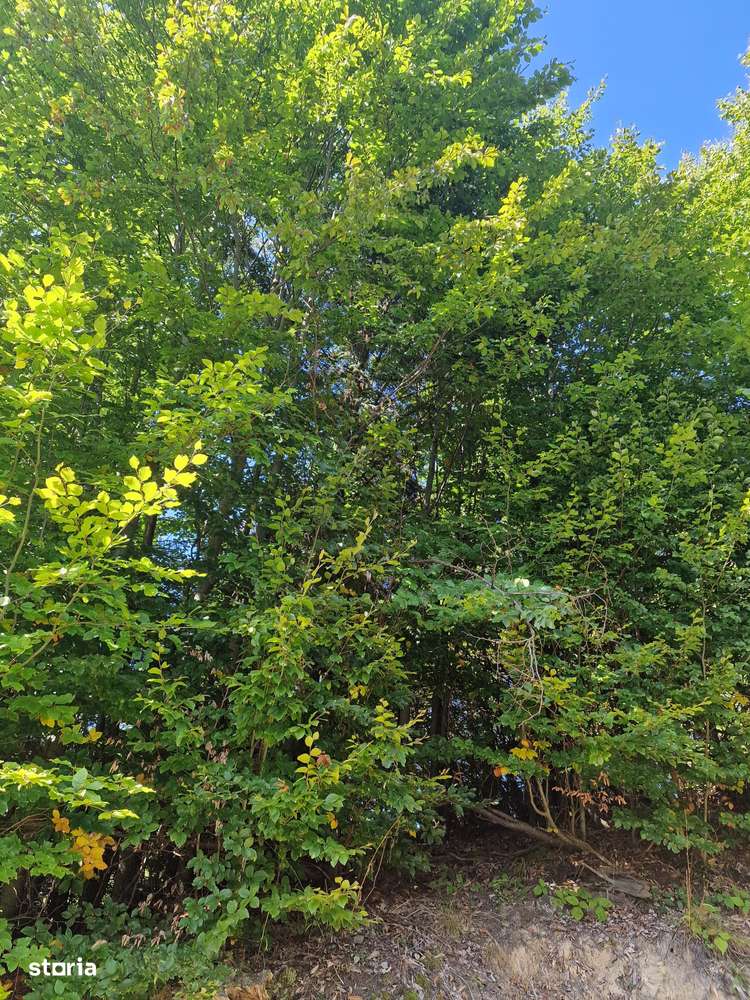 Vindem teren forestier 44165 mp Doabra - Bucovina-8