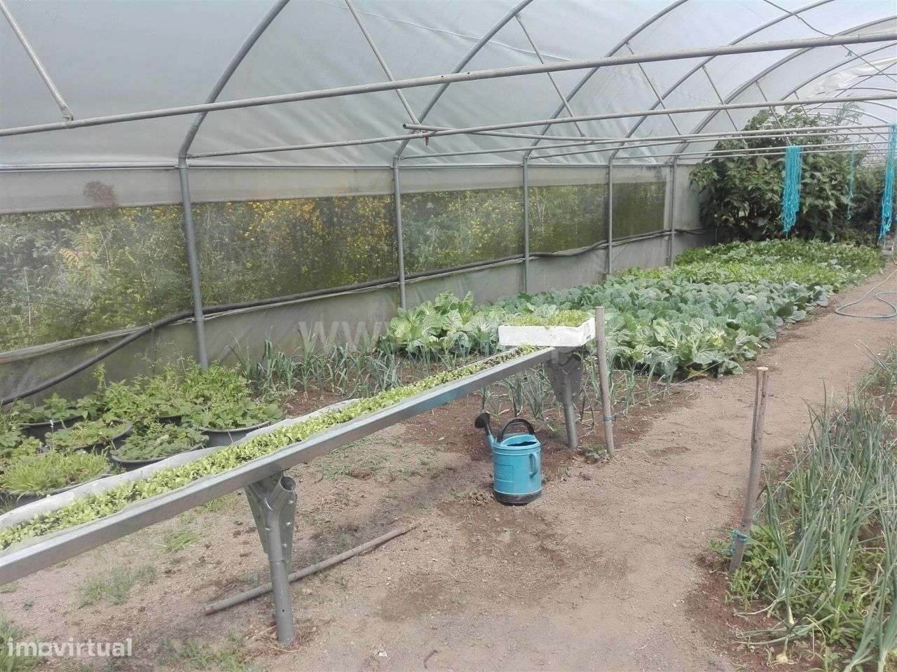 Quinta com 17.000 m2 em Estorãos - Grande imagem: 4/19