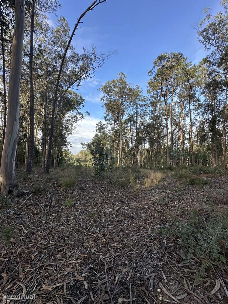 Terreno Rústico em Oliveirinha (Aveiro) - Grande imagem: 3/3