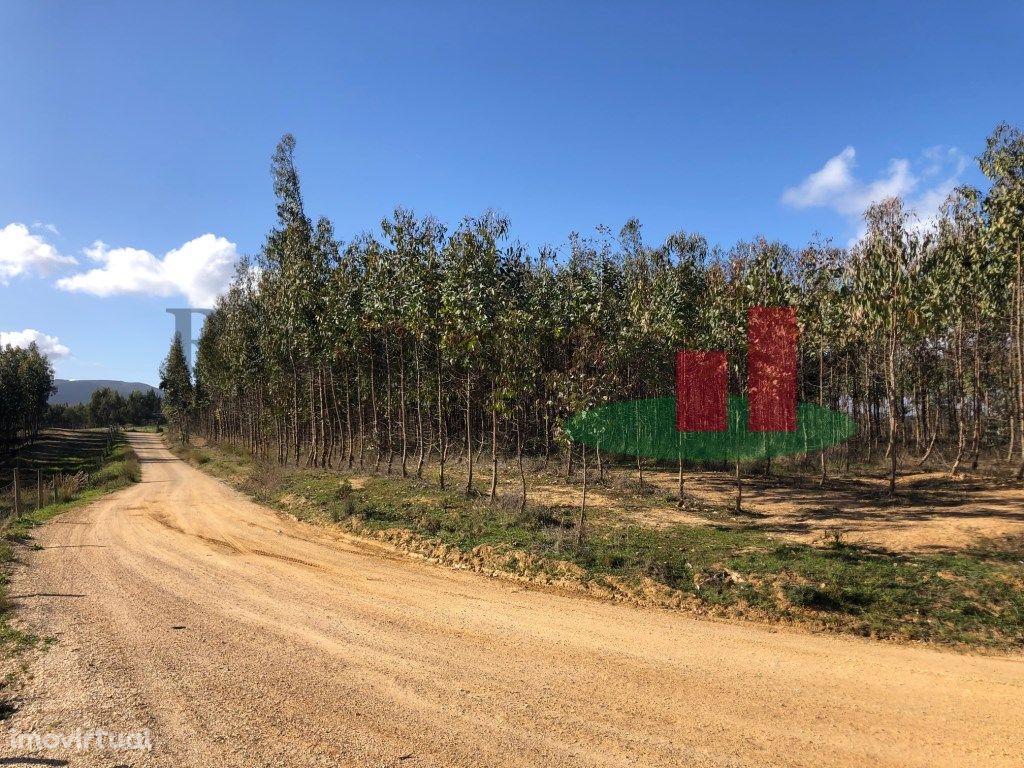 Terreno com Eucaliptal e Casa em Alcoentre próximo da A1