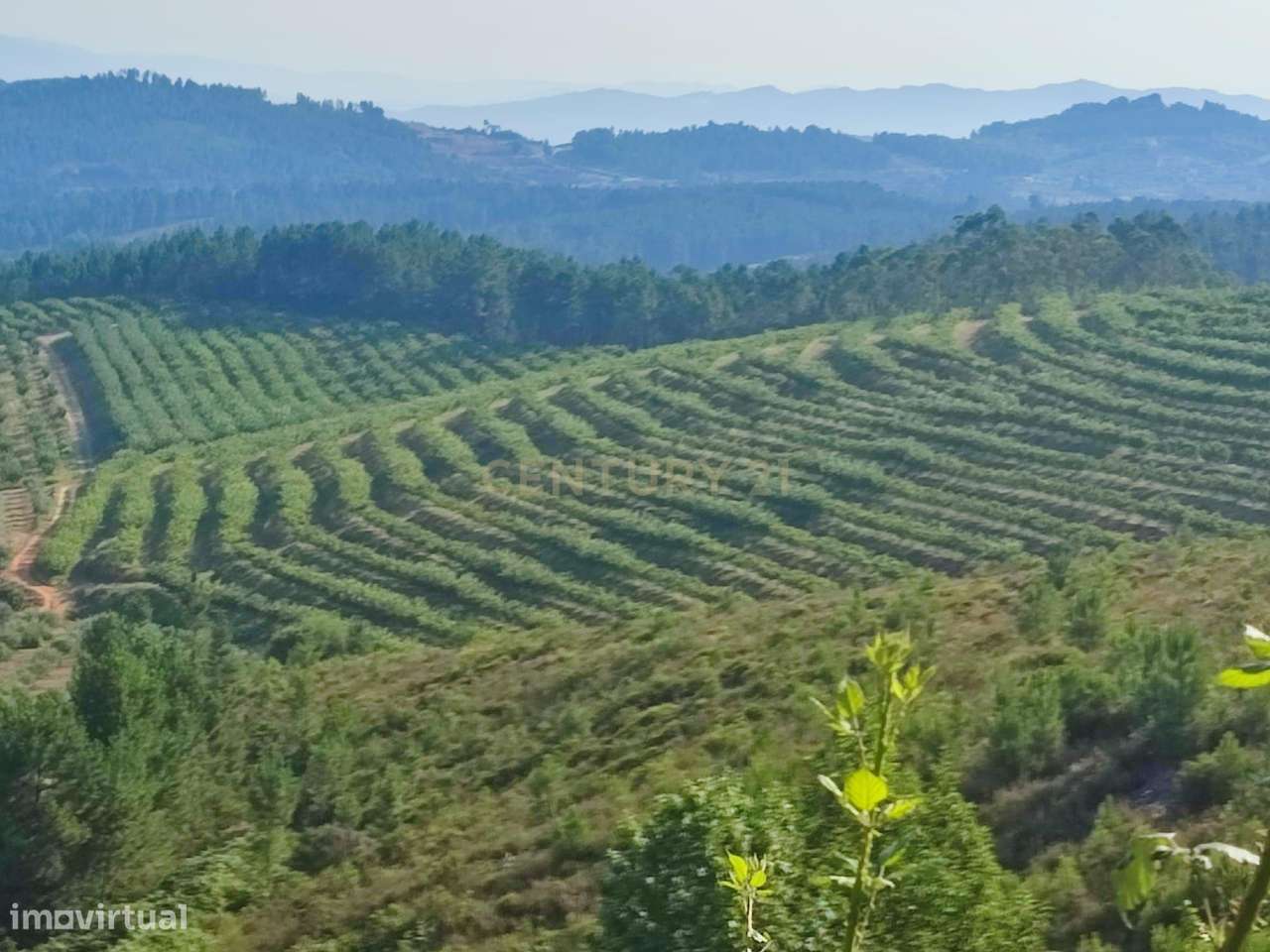 Fantástica Quinta, 32 ha, Castelejo, Fundão, Castelo Branco - Grande imagem: 4/23