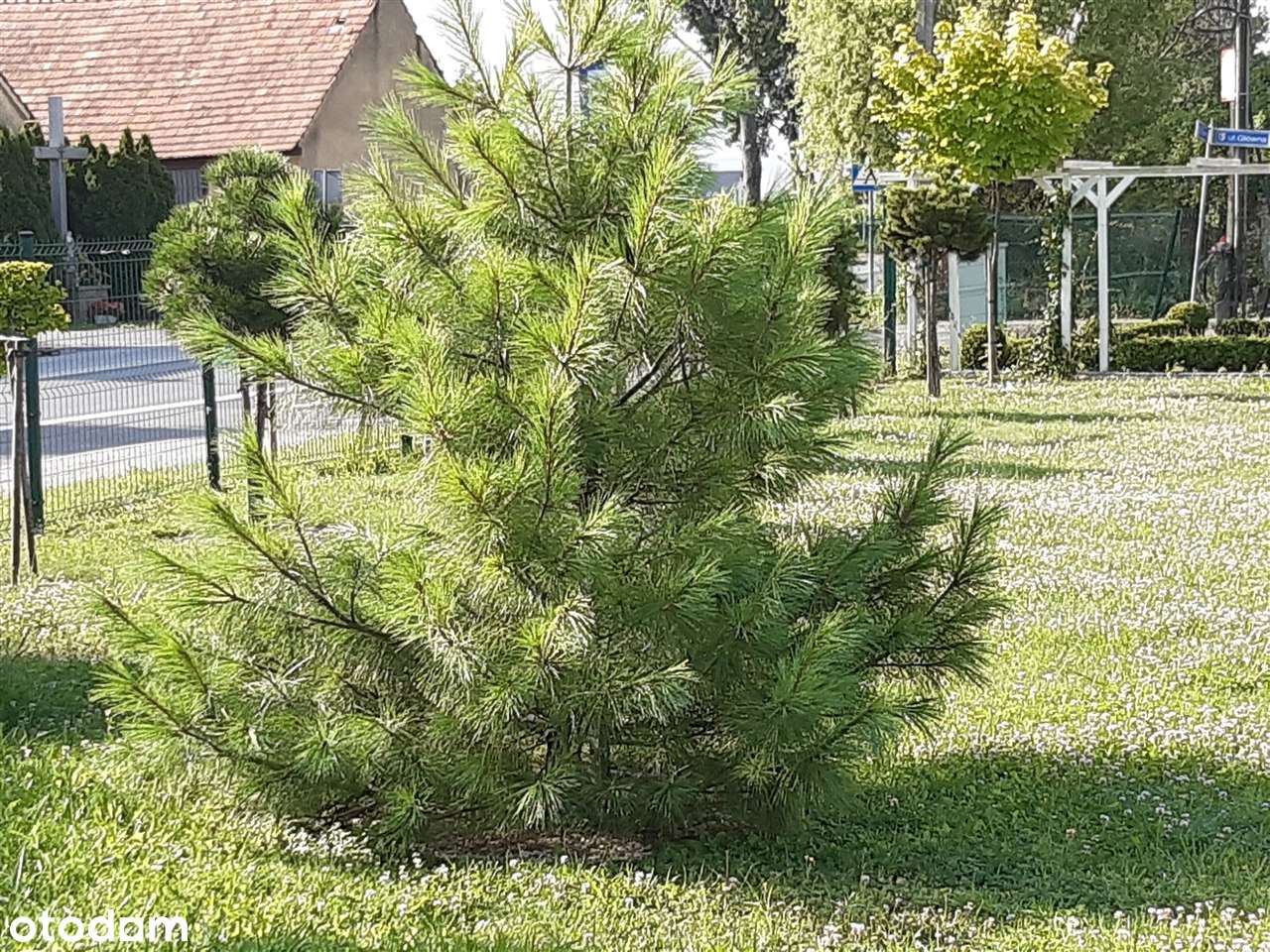 Suchy Dwór - pięknie zagospodarowana działka z pozwoleniem na budowę-5