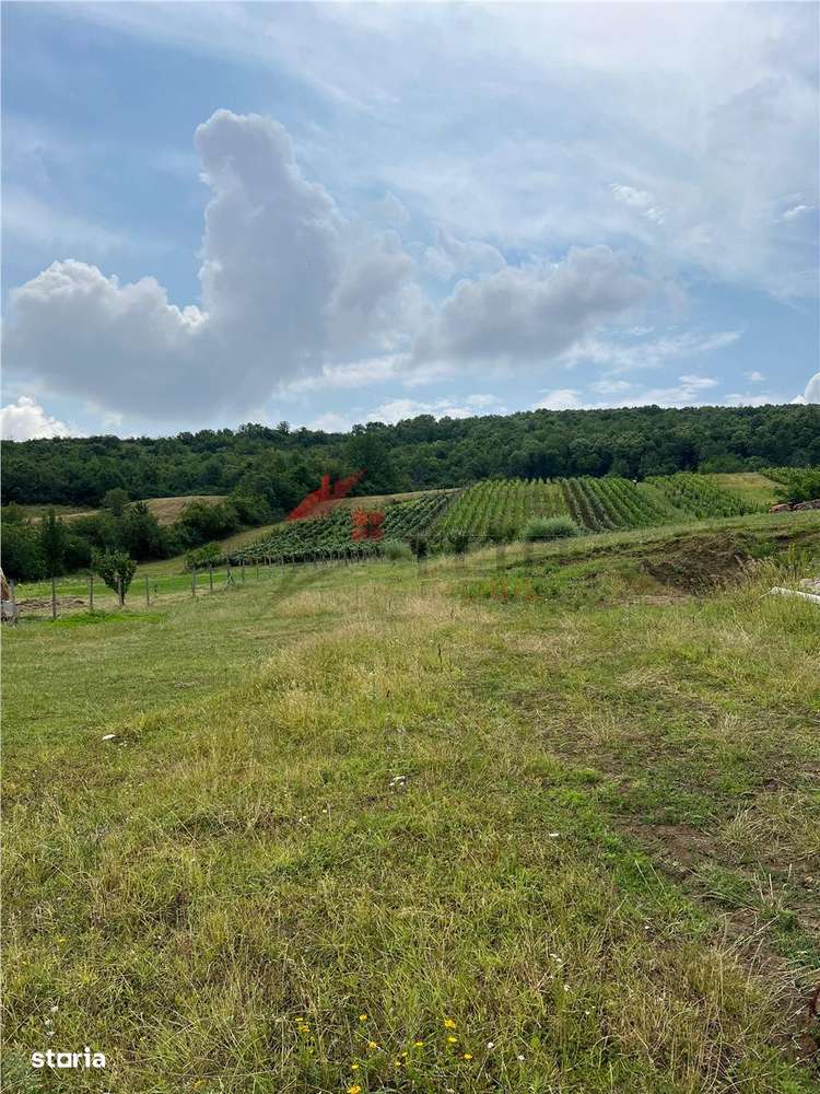 Teren Tomesti 3750MP - Imagine principală: 5/8