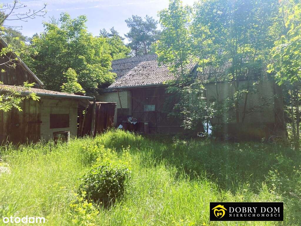 *Siedlisko na Podlasiu w otulinie lasu*-6