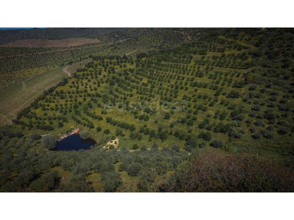 Magnifico terreno agricola com olival e amendoal na região do Douro... - Grande imagem: 4/12