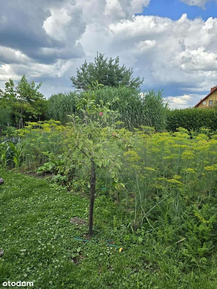 dom z dużą działką-15