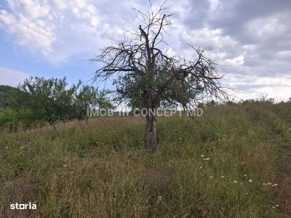 Teren spectaculos cu padure, livada si priveliste panoramica in Soimar-16