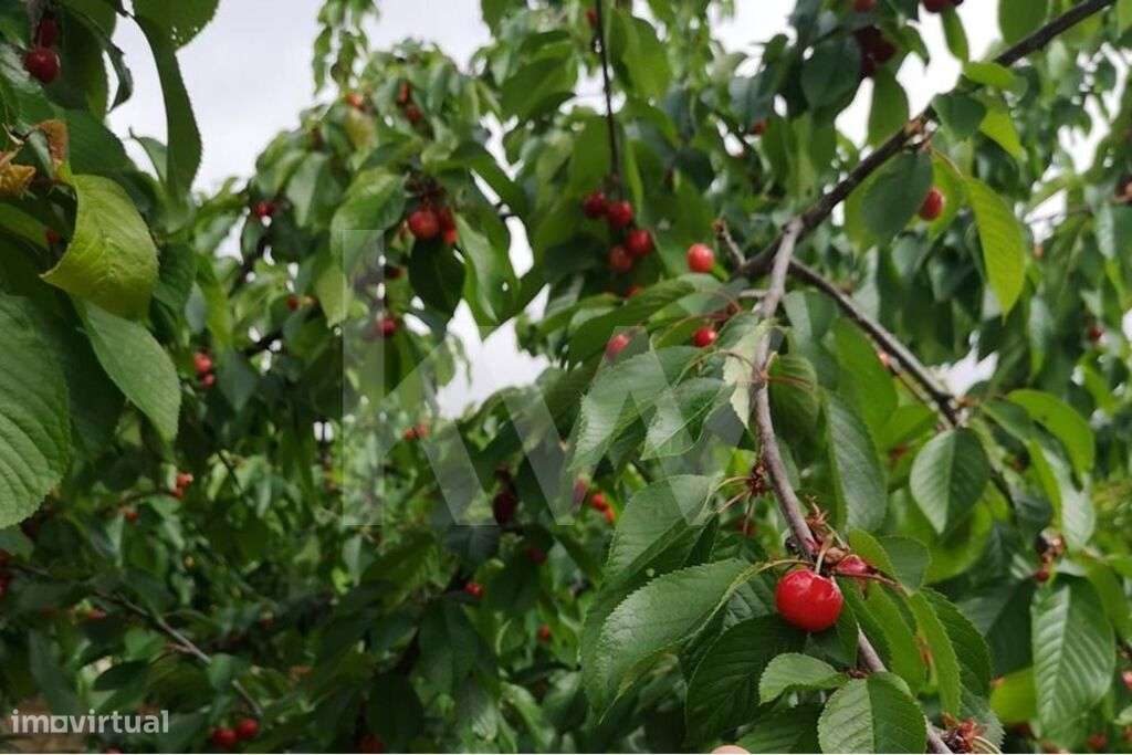 Propriedade Agricola na Campina de Idanha a Nova com 20ha em Plena Ati - Grande imagem: 5/60