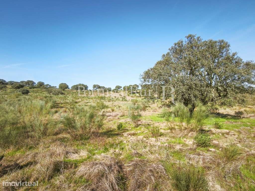 Propriedade Rústica com 132 ha em Rosmaninhal, Idanha-a-Nova-40