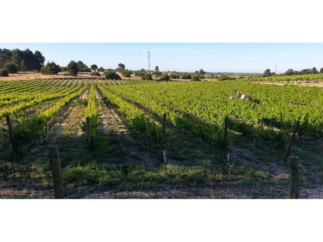Herdade de 28.000m2 com vinha moscatel e habitações-10