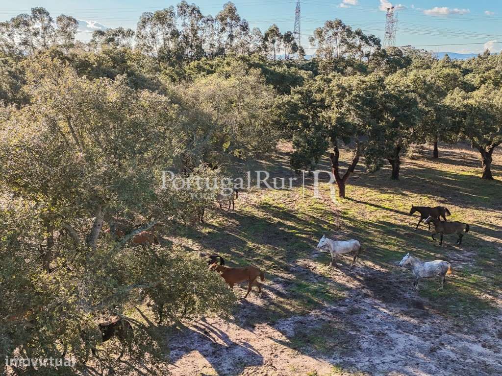 Herdade de 60 hectares para criação bovina e equina perto de Lisboa-35