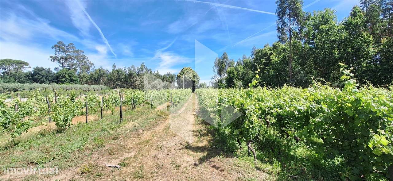 Quintinha  Venda em Lobão da Beira,Tondela-13