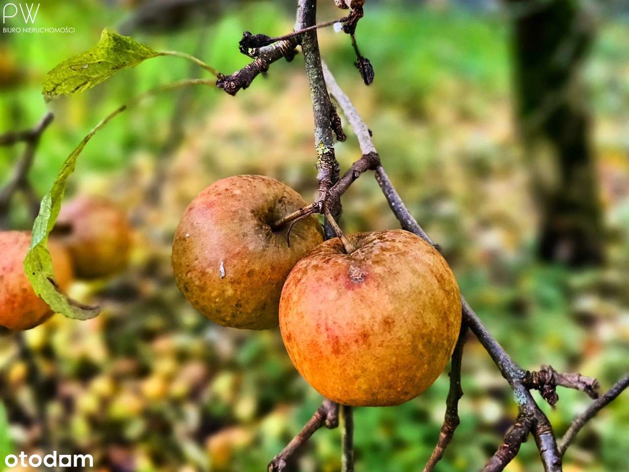Wyjątkowe siedlisko, dom stodoła-17