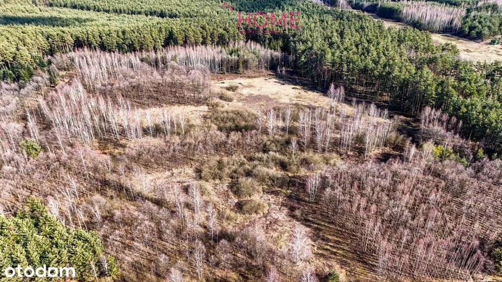 Działka wśród lasu- 8 arów-5