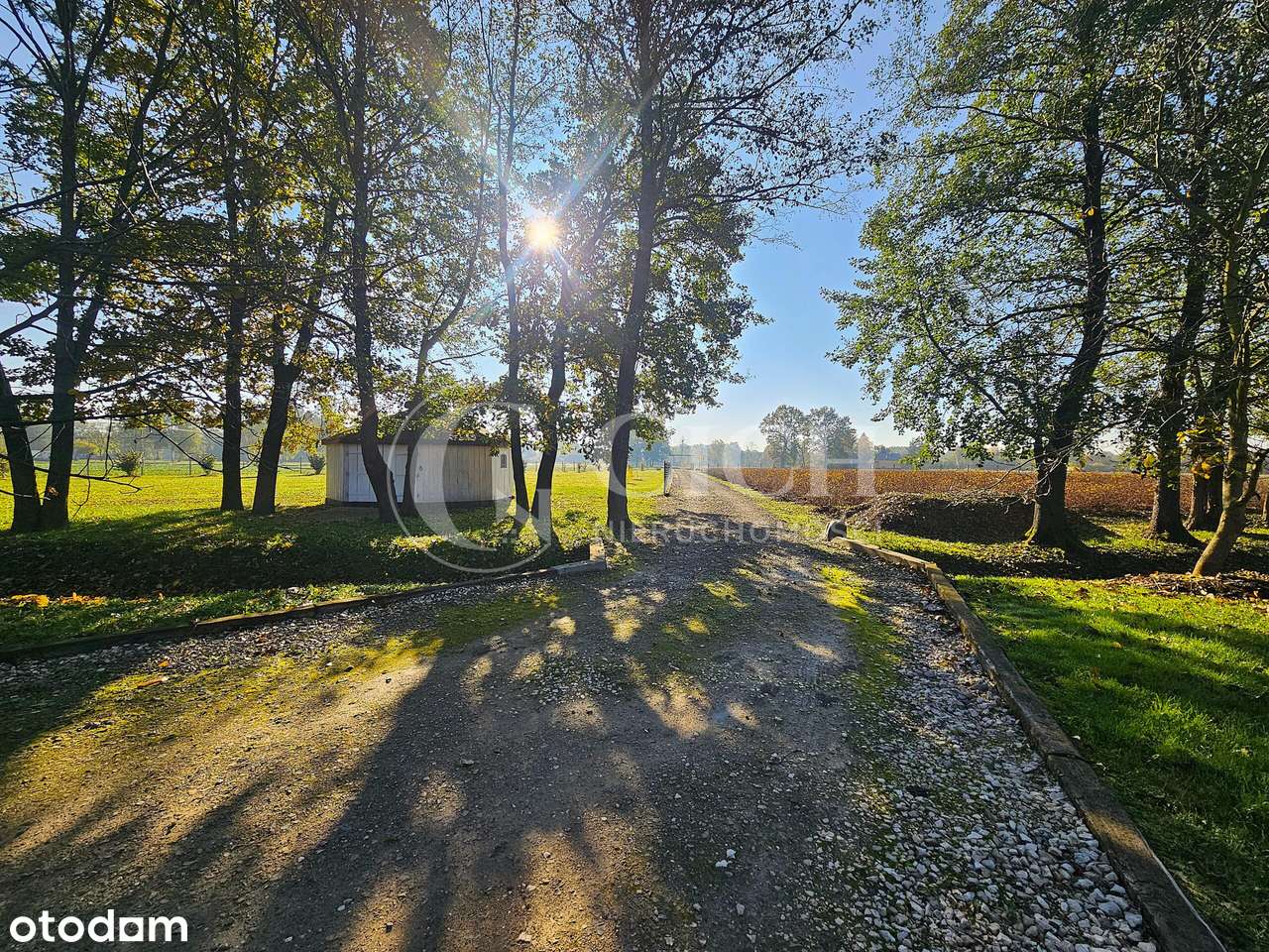 Zadbane siedlisko z prosperującą plantacją jagody kamczackiej.-15