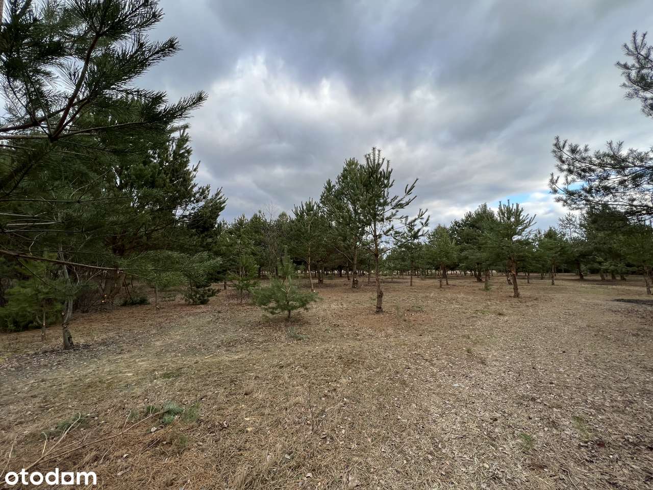 Działki budowlane pośród jezior i lasów-1