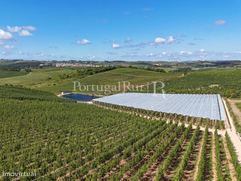 Exploração Agrícola com 37 ha e produção de Pera Rocha no Cadaval-37