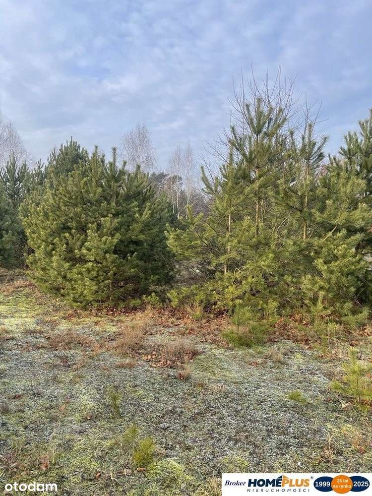 Działka 1000 m² pod zabudowę letniskową. - Pełny obrazek: 5/6