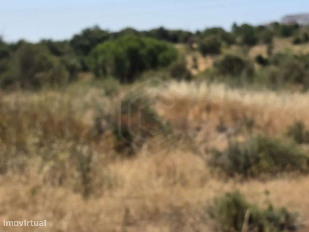 Terreno rústico, com diversas árvores, Boliqueime, Algarve - Grande imagem: 3/20