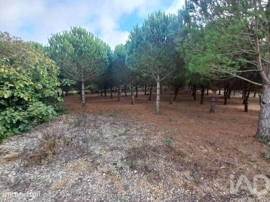 Terreno para construção em Lamas e Cercal de 538,00 m2 - Grande imagem: 5/11