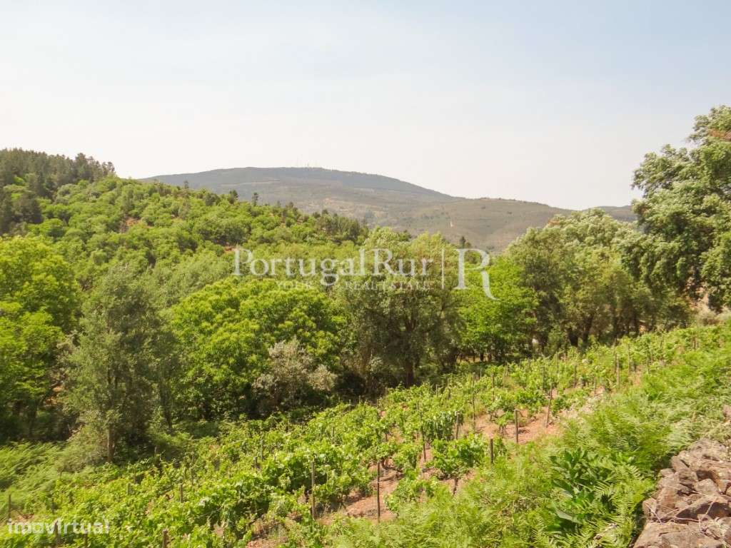 Terreno agricola com vinha, olival e árvores de fruto - Grande imagem: 2/34