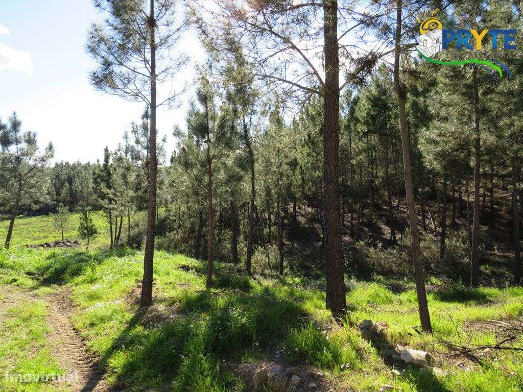 Quinta situada perto de Proença-a-Nova - Grande imagem: 5/21