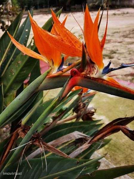 Apartamento T1 Open Space – Quinta – 3 min Fórum Montijo - Grande imagem: 4/5