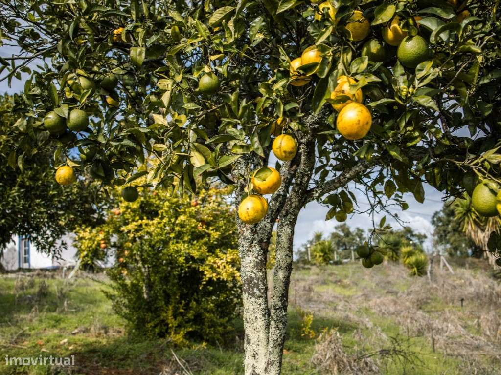 ** Fantástico Monte Alentejano com 50.000m2 Próximo a Maravilhosa C...-16