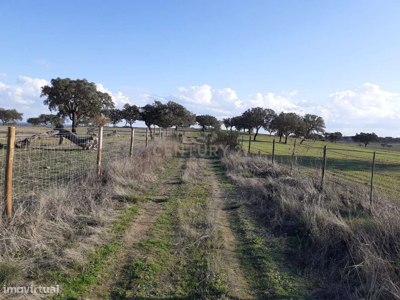 Baldio do Peral e Courela das Caldeiras - Cabeça de Carneiro - Grande imagem: 4/27