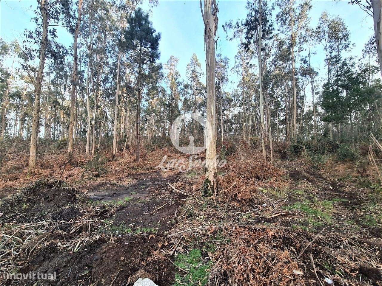 Bouça c/ 8.000m2 em Tougues, Vila do conde - Grande imagem: 3/4