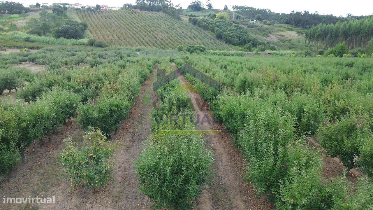 Terreno Rústico Construtível c/ 7.859 m2 Carvalhal - Bombarral-10