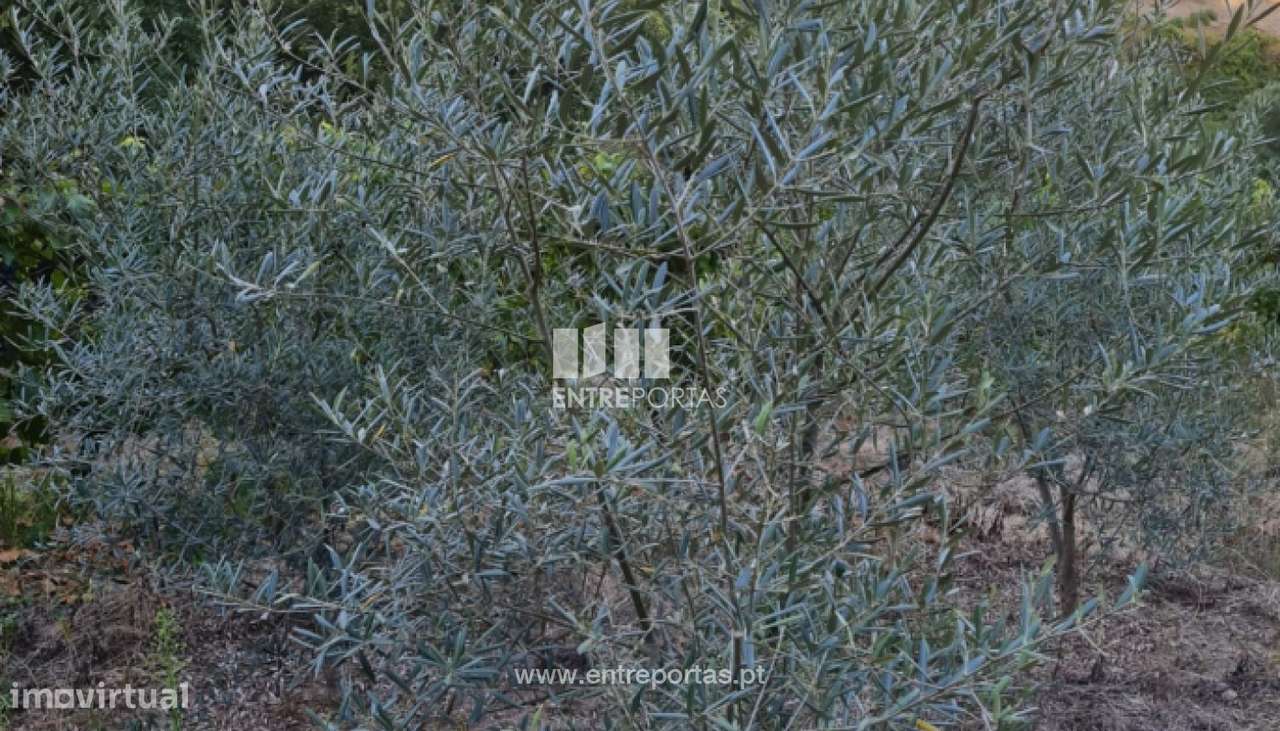 Venda de Terreno, Viariz Baião - Grande imagem: 5/17