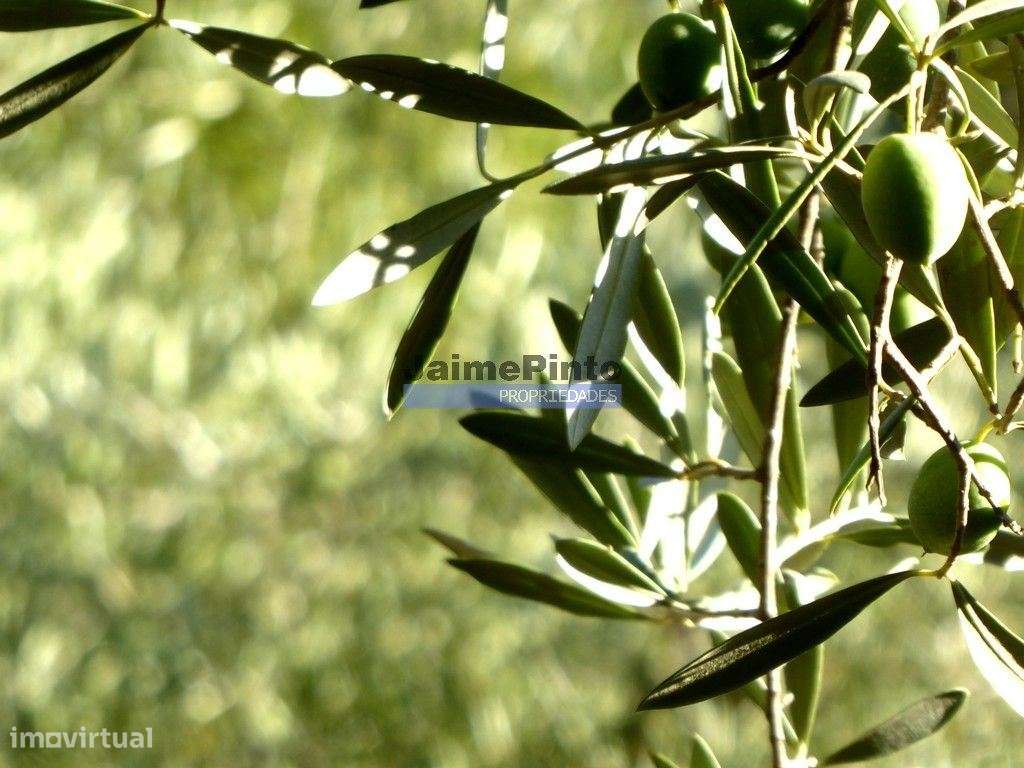 Propriedade com 5.100 oliveiras, 52ha, Barca DAlva. Portugal, Douro... - Grande imagem: 5/9