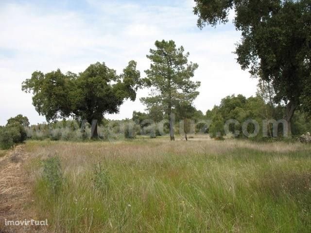 Quinta com 5000m2 para venda em Lousa, Castelo Branco.