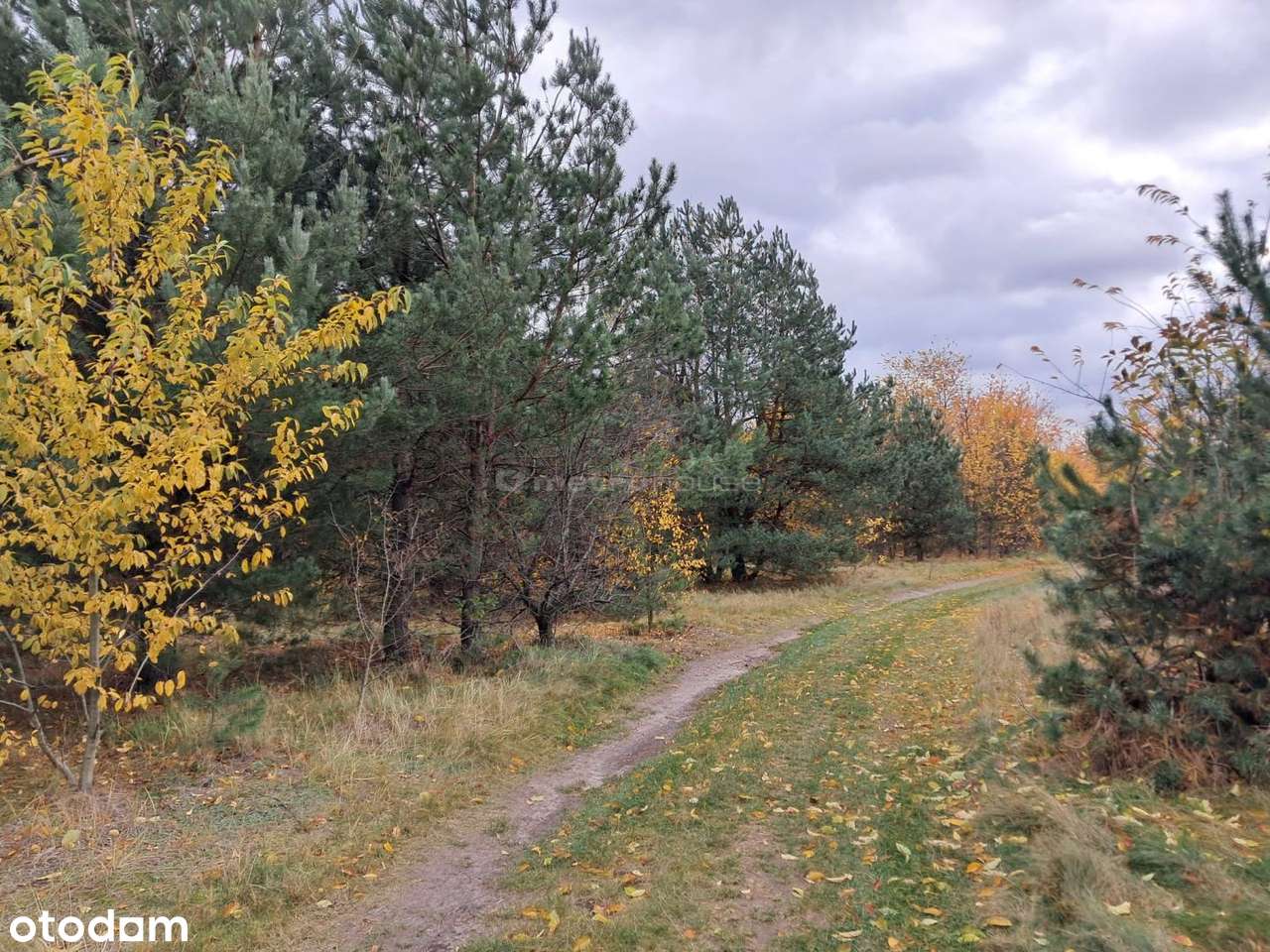 Działka budowlana 1207 m²  Suszno, gm. Włodawa - Pełny obrazek: 4/10