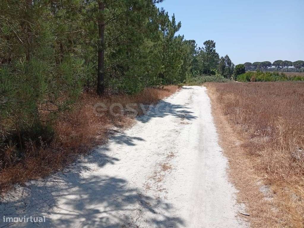 Terreno Rústico situado em Pontal - Pegões - Grande imagem: 4/21