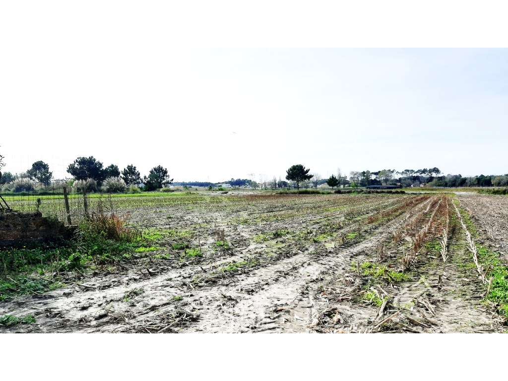 Terreno Rústico - Ovar - Grande imagem: 2/3