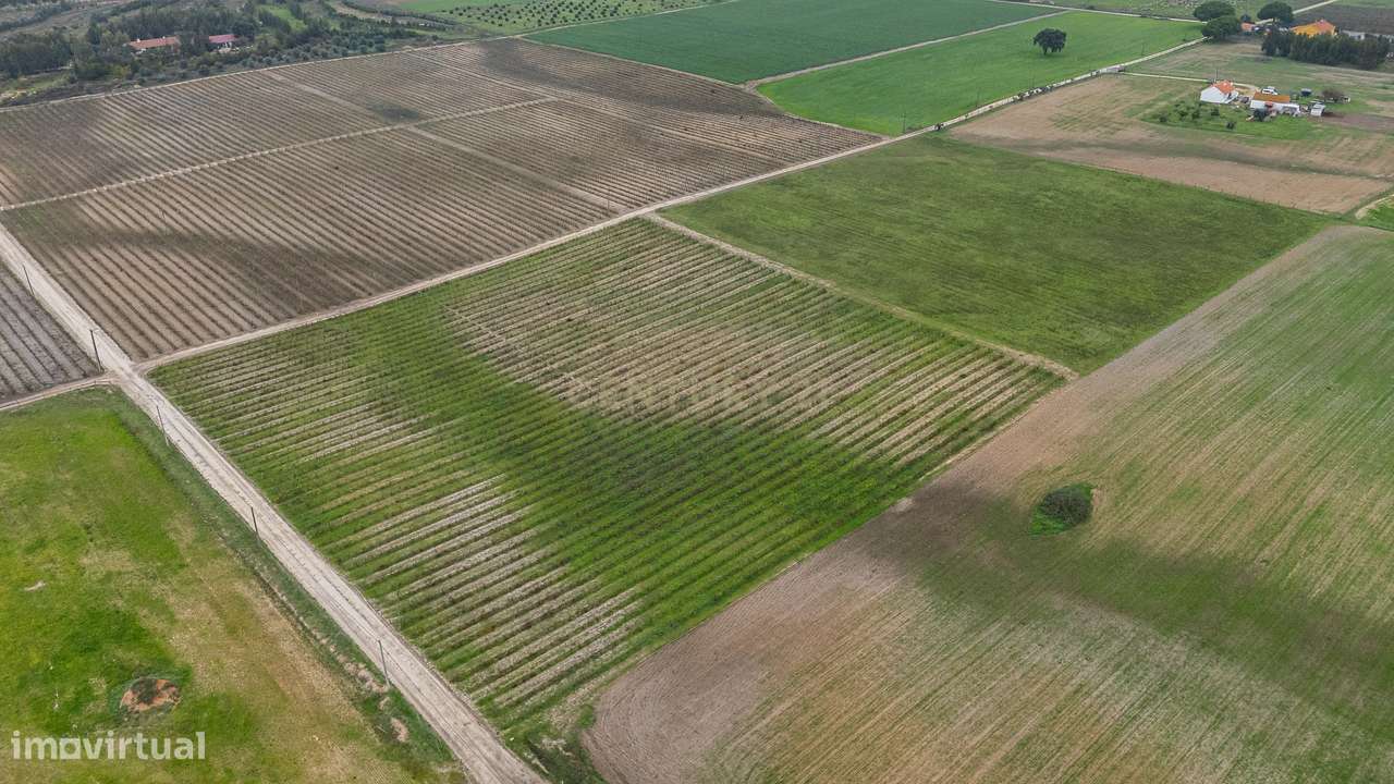 Sto. Isidro de Pegões, Palmela - Prédio Rústico com 3 ha com plantação - Grande imagem: 2/14