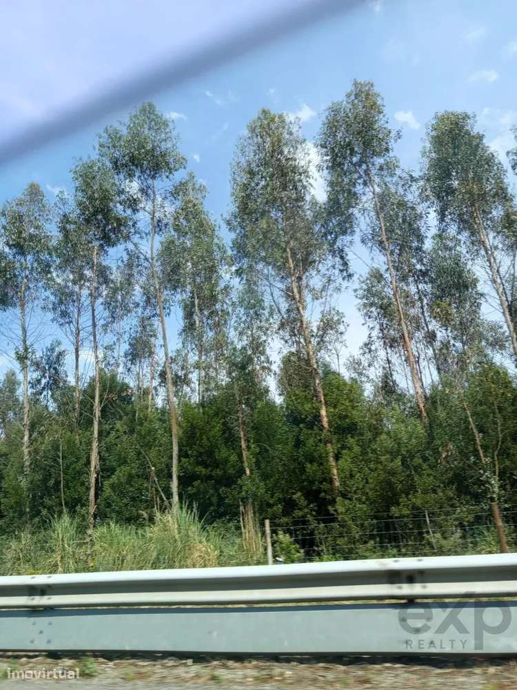 Terreno com 16 Hectares em Nelas - Grande imagem: 2/11