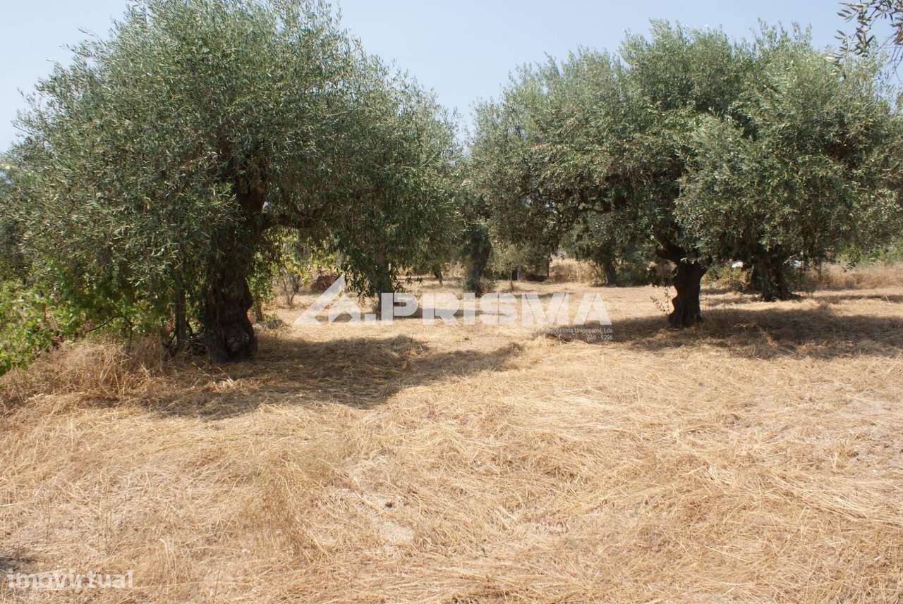 Quinta para Venda em Orca - Fundão - Grande imagem: 5/31