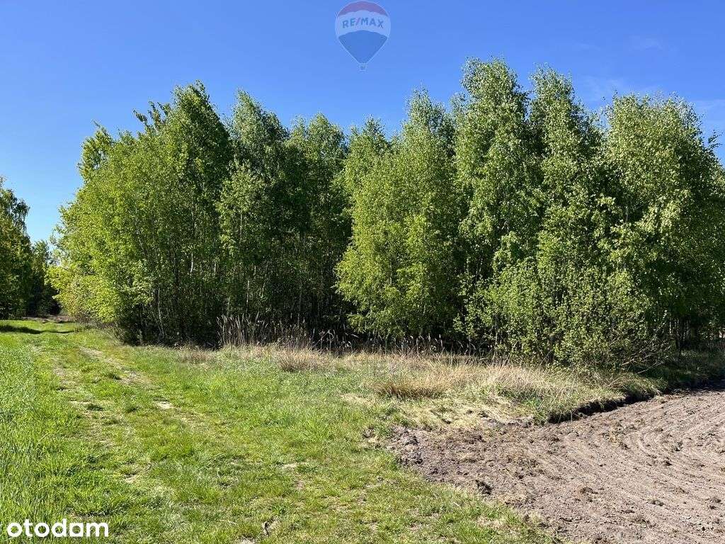 Działka rolna z samosiejkami - Pełny obrazek: 4/14