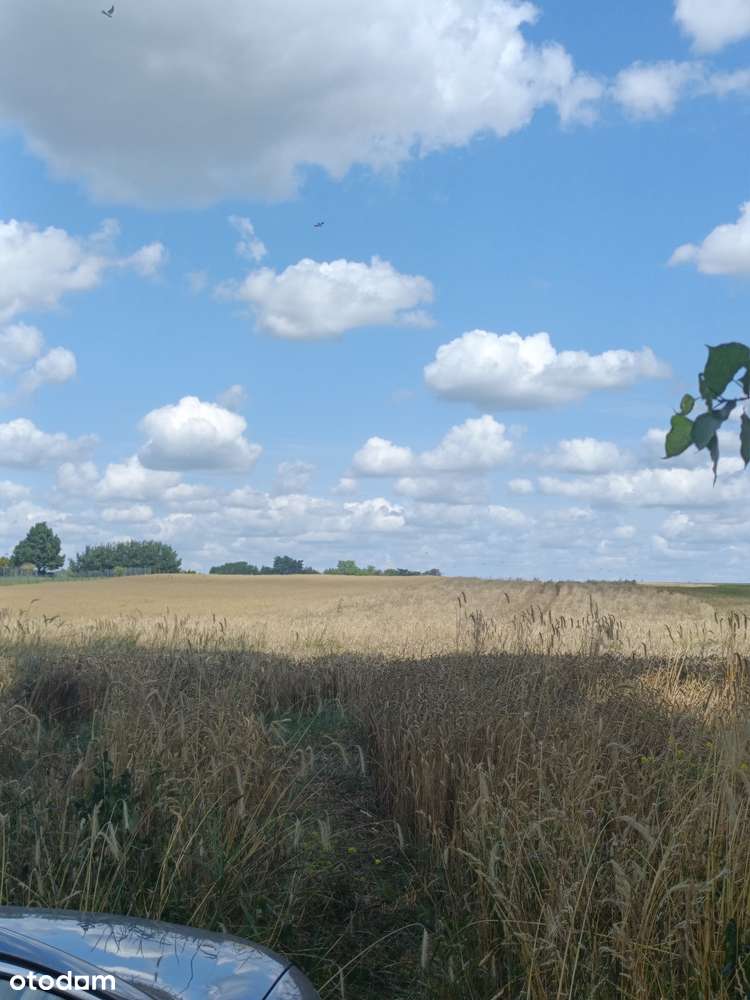 Dzierżawa ziemi rolnej III klasy Lublin / Świdniczek / Turka