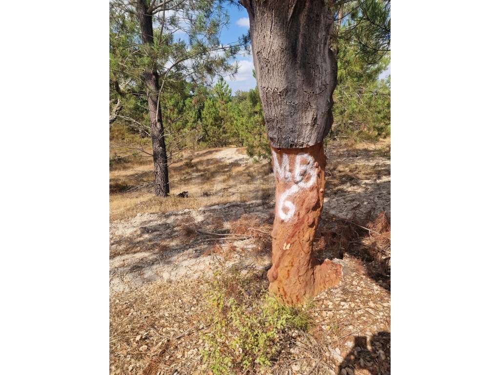Terreno 14 HECTARES COM SOBREIROS E PINHEIROS-21