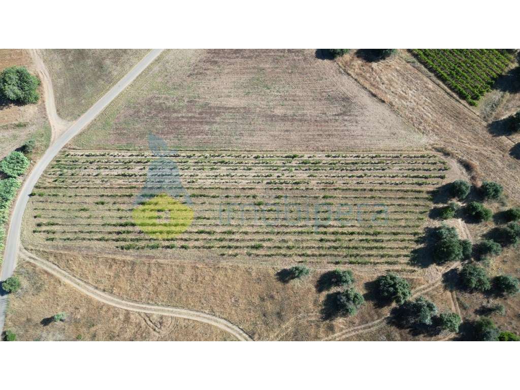 Terreno rústico para venda em Tunes com vinha - Grande imagem: 4/7