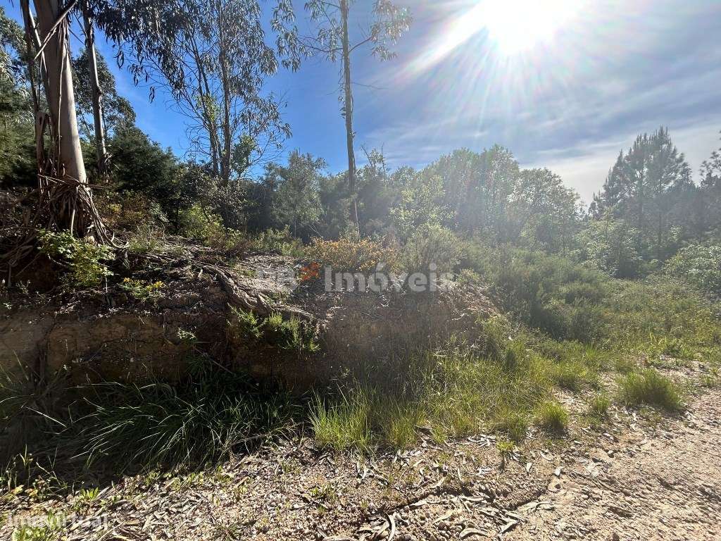 Terreno Rústico - Sabacheira, Tomar - Grande imagem: 4/14