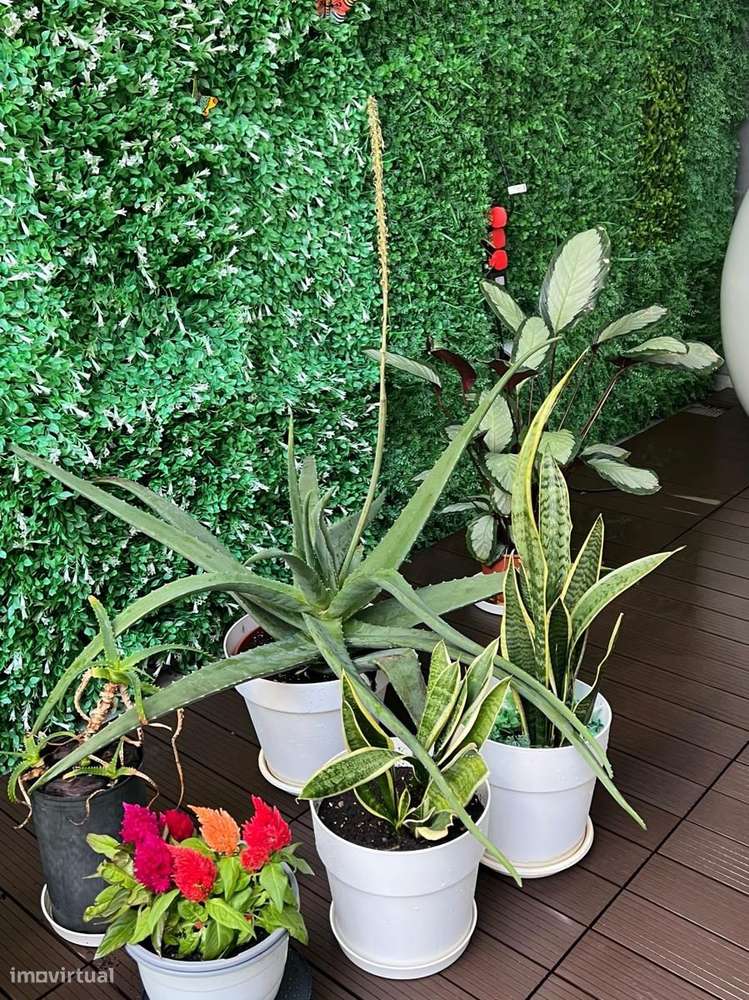 T2 +1 com Terraço  Zona Histórica Leça da Palmeira-11